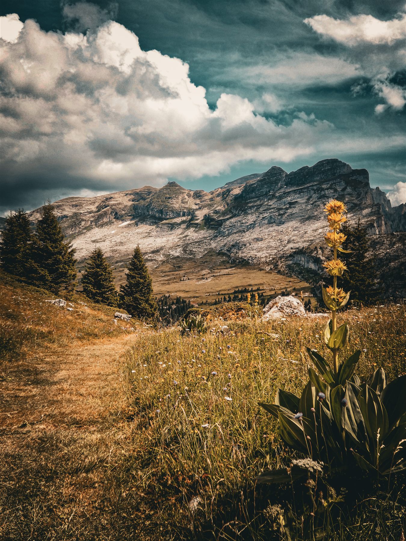 Gentiane jaune au bord d'un sentier, face aux Alpes
